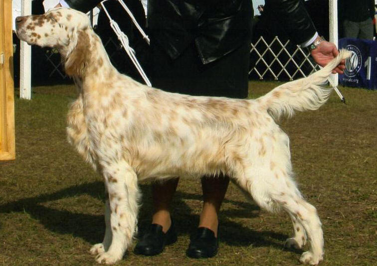editions english setters