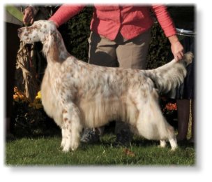 GCH., CAN. CH. BJ'S SILVERLINE PRICELESS